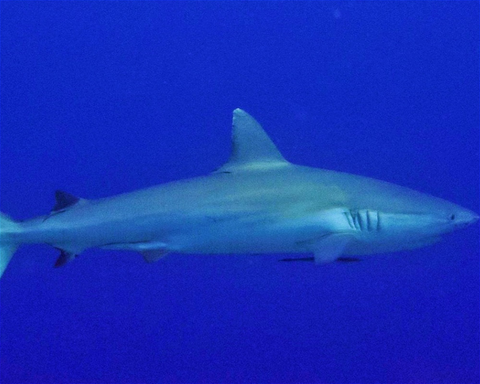 Maldives Passions, 08090 Maafushi