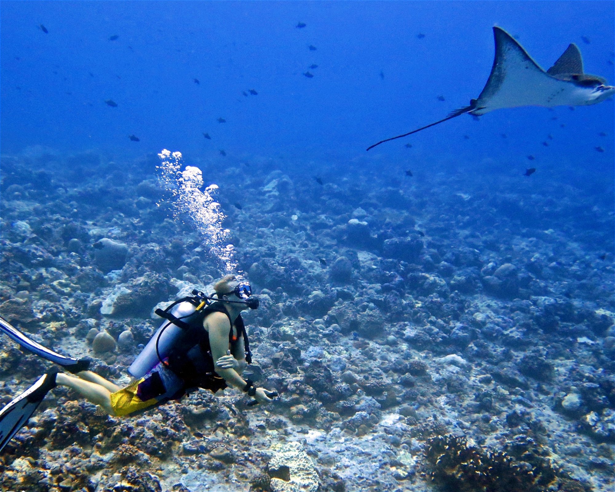 Maldives Passions, 08090 Maafushi
