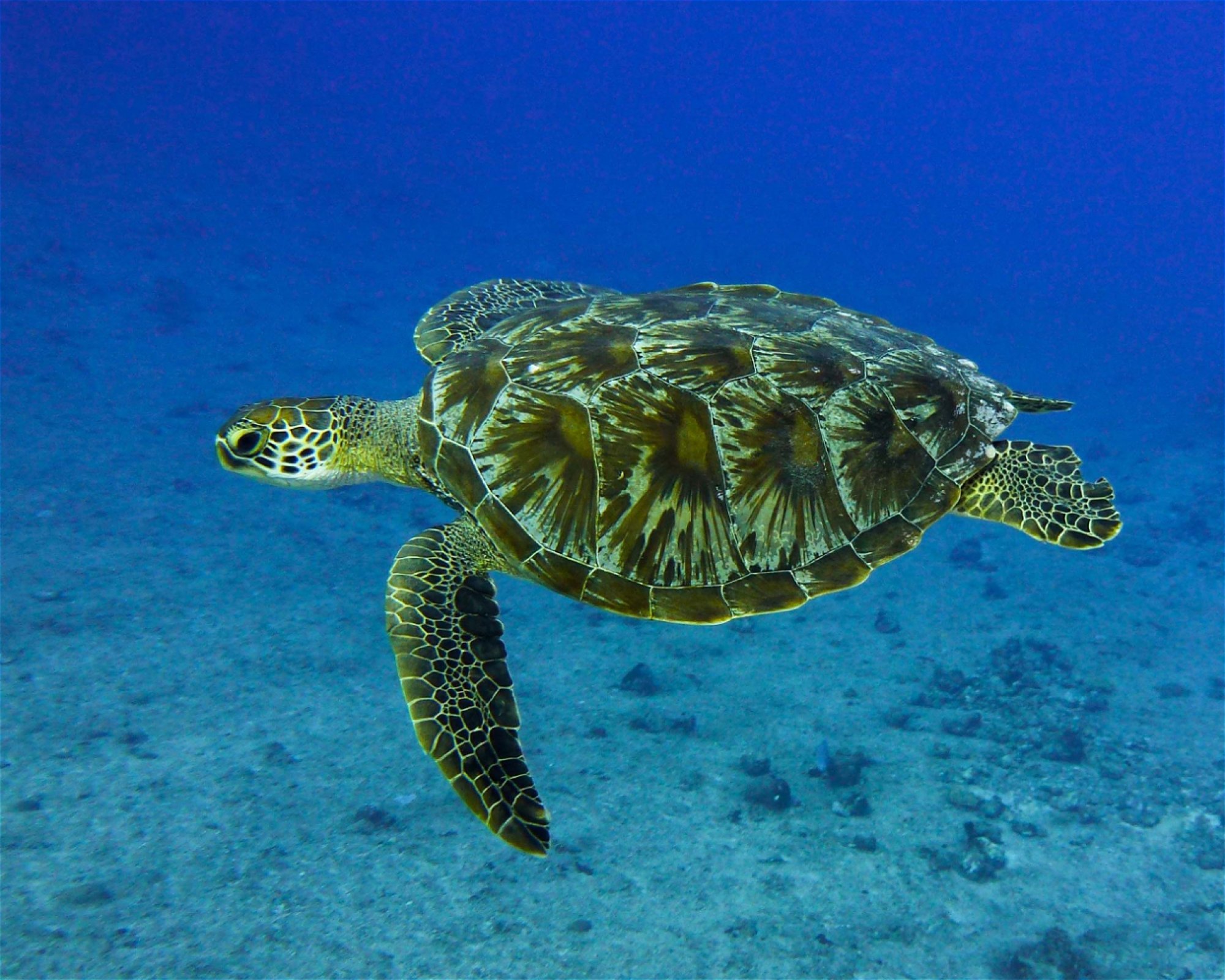 Maldives Passions, 08090 Maafushi