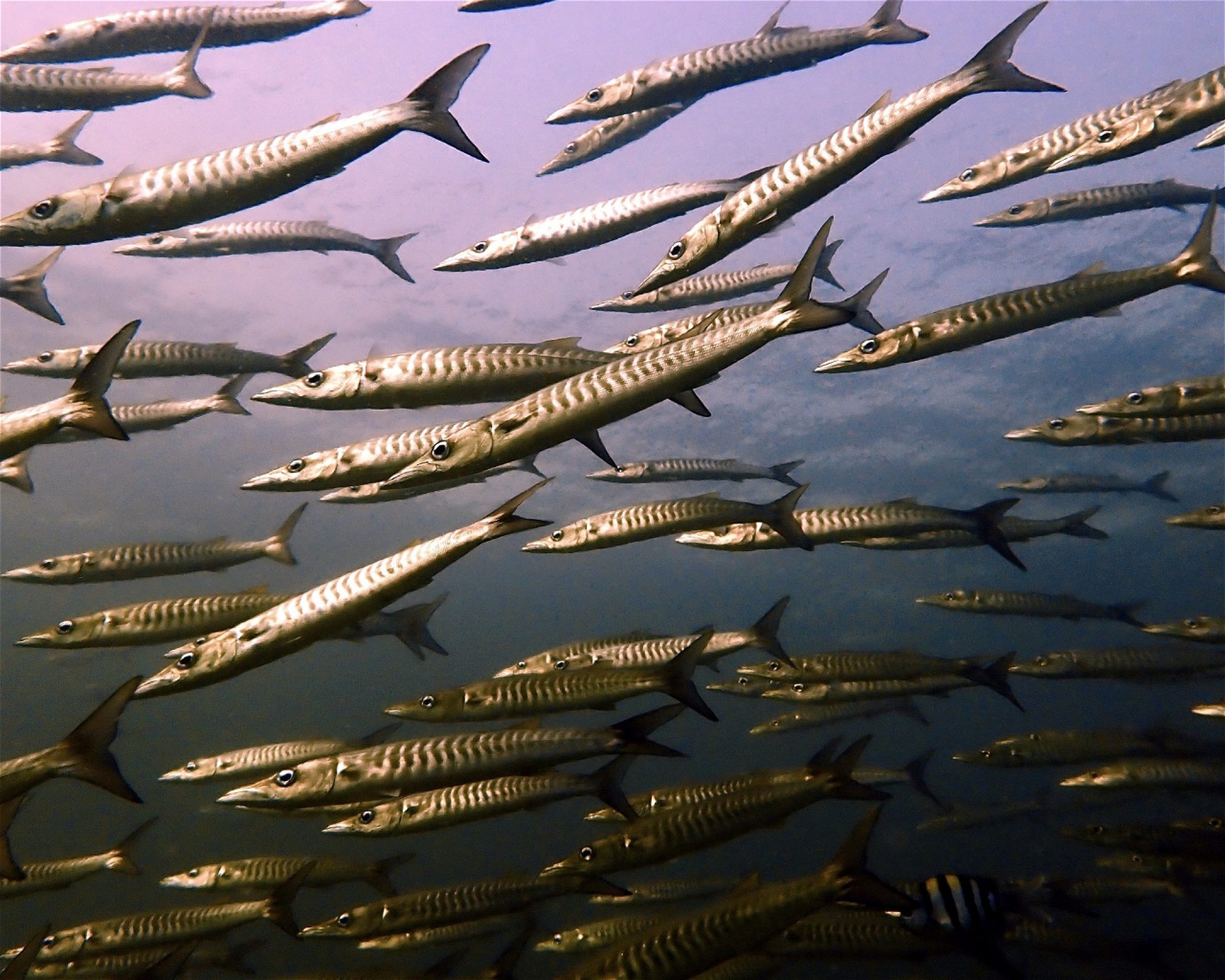Adang Sea Divers, 91110 Koh Lipe
