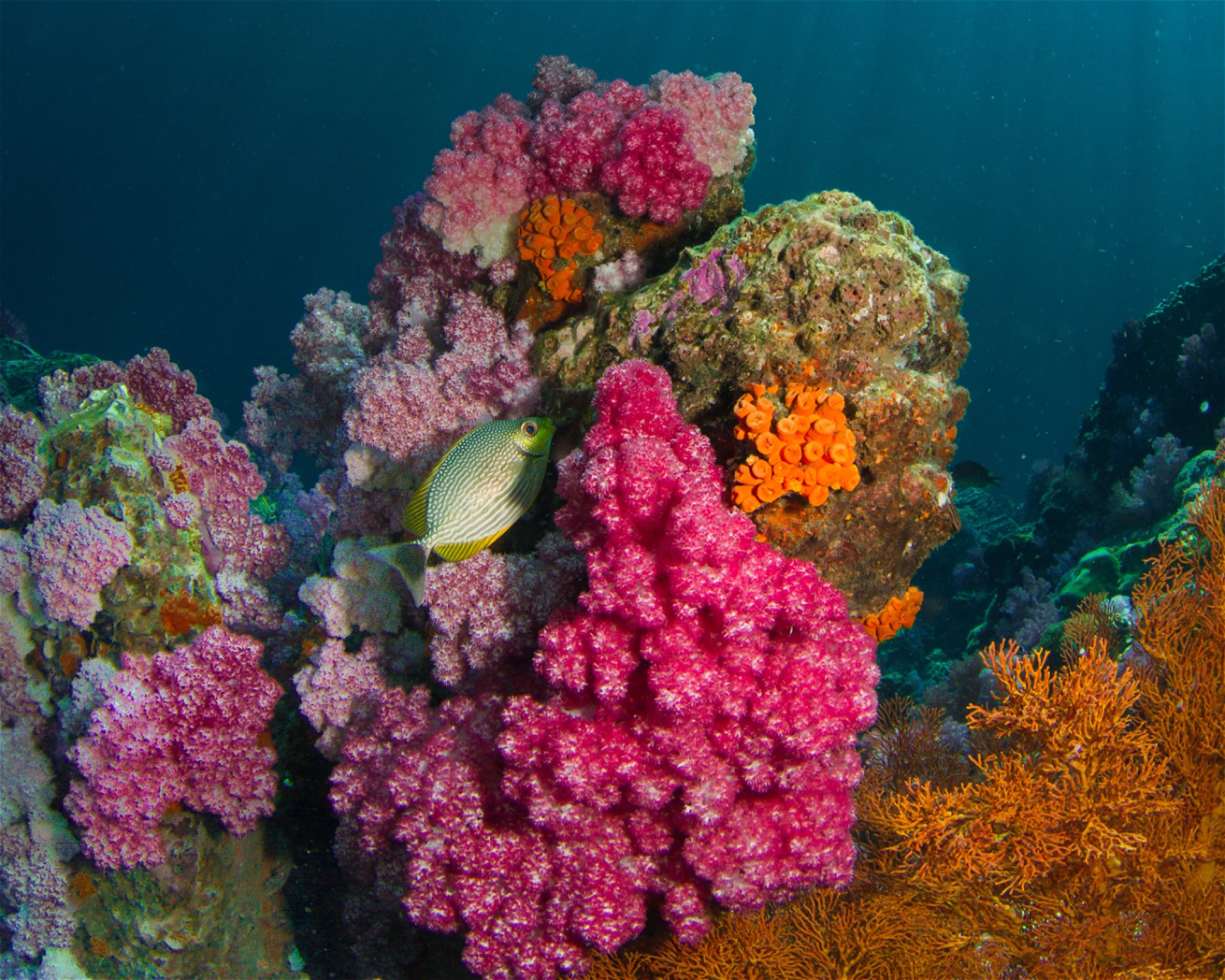 Adang Sea Divers, 91110 Koh Lipe