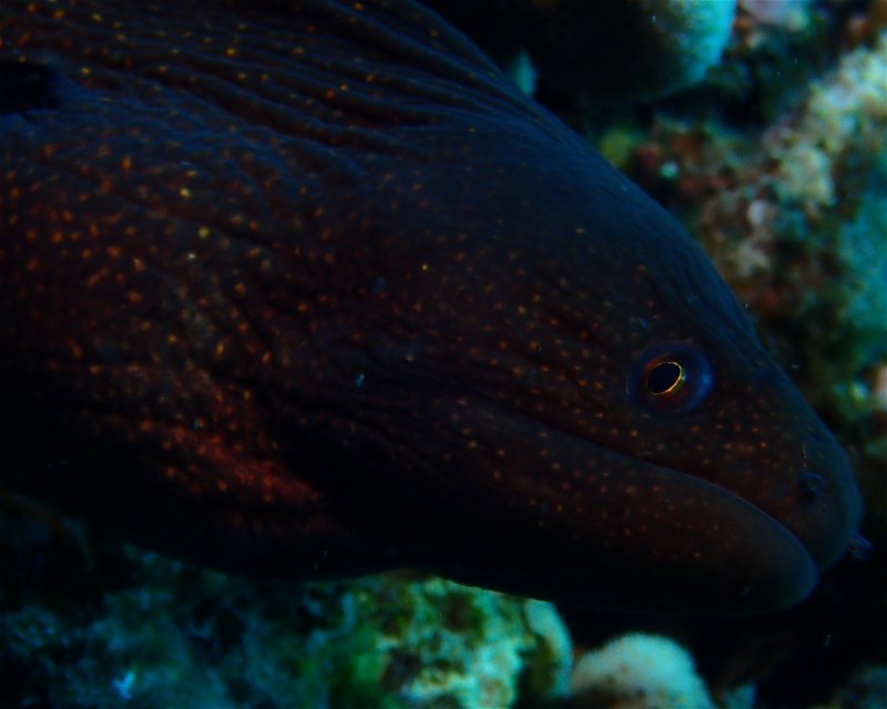 Divesite Image