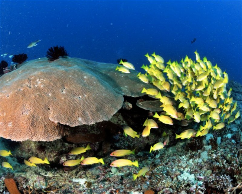 Divesite Image