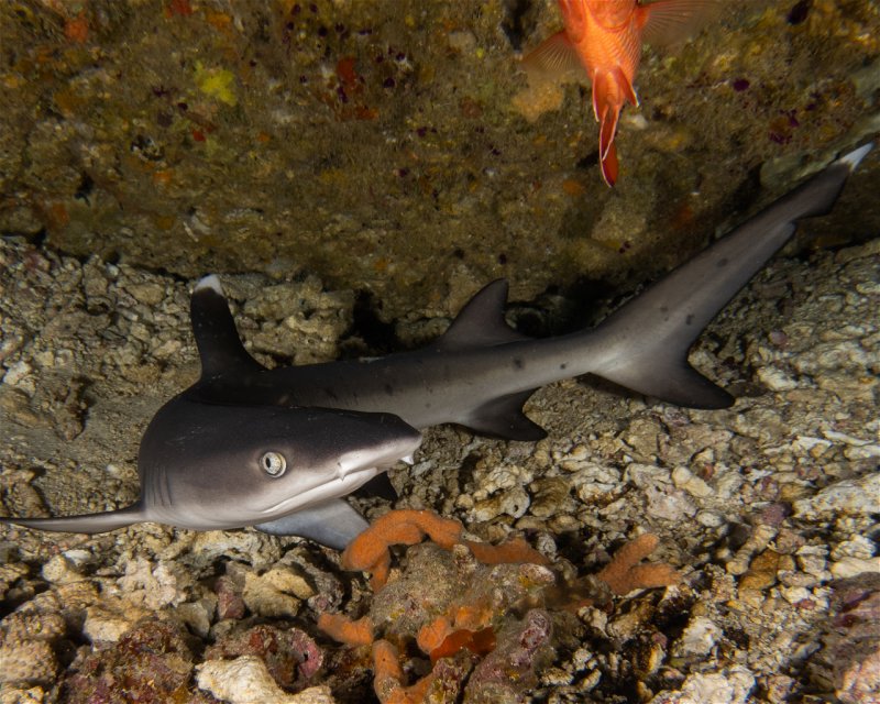 Divesite Image