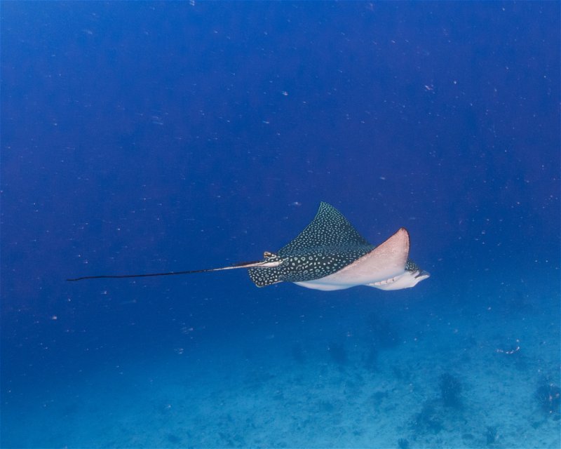 Divesite Image