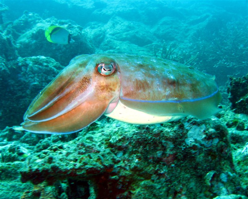 Divesite Image