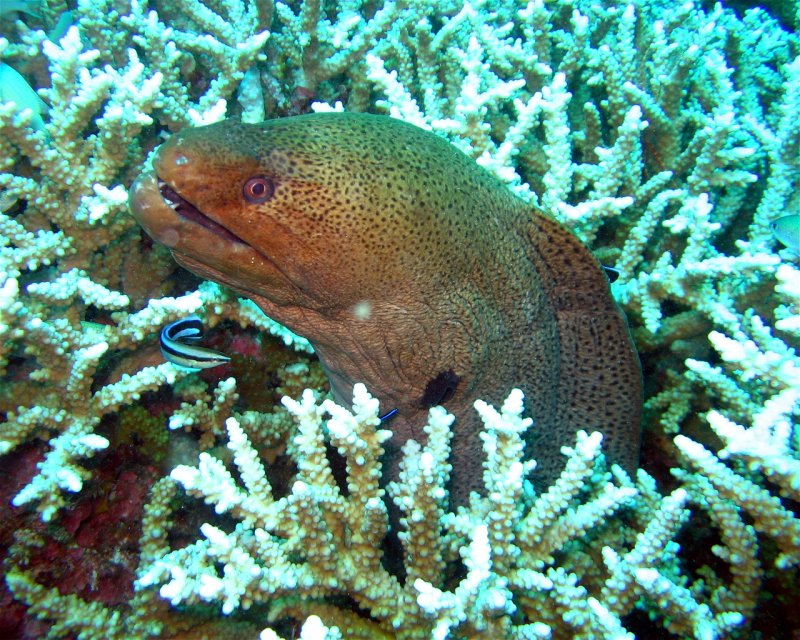 Divesite Image