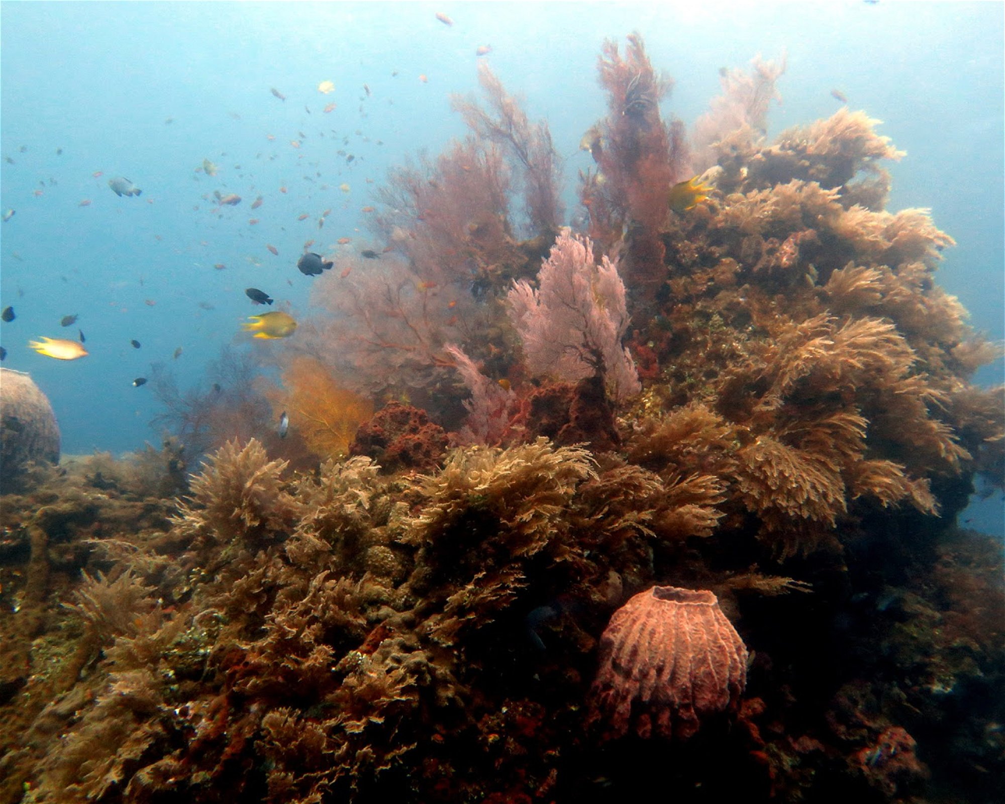 CALYPSO DIVING BALI, 80052 Amed