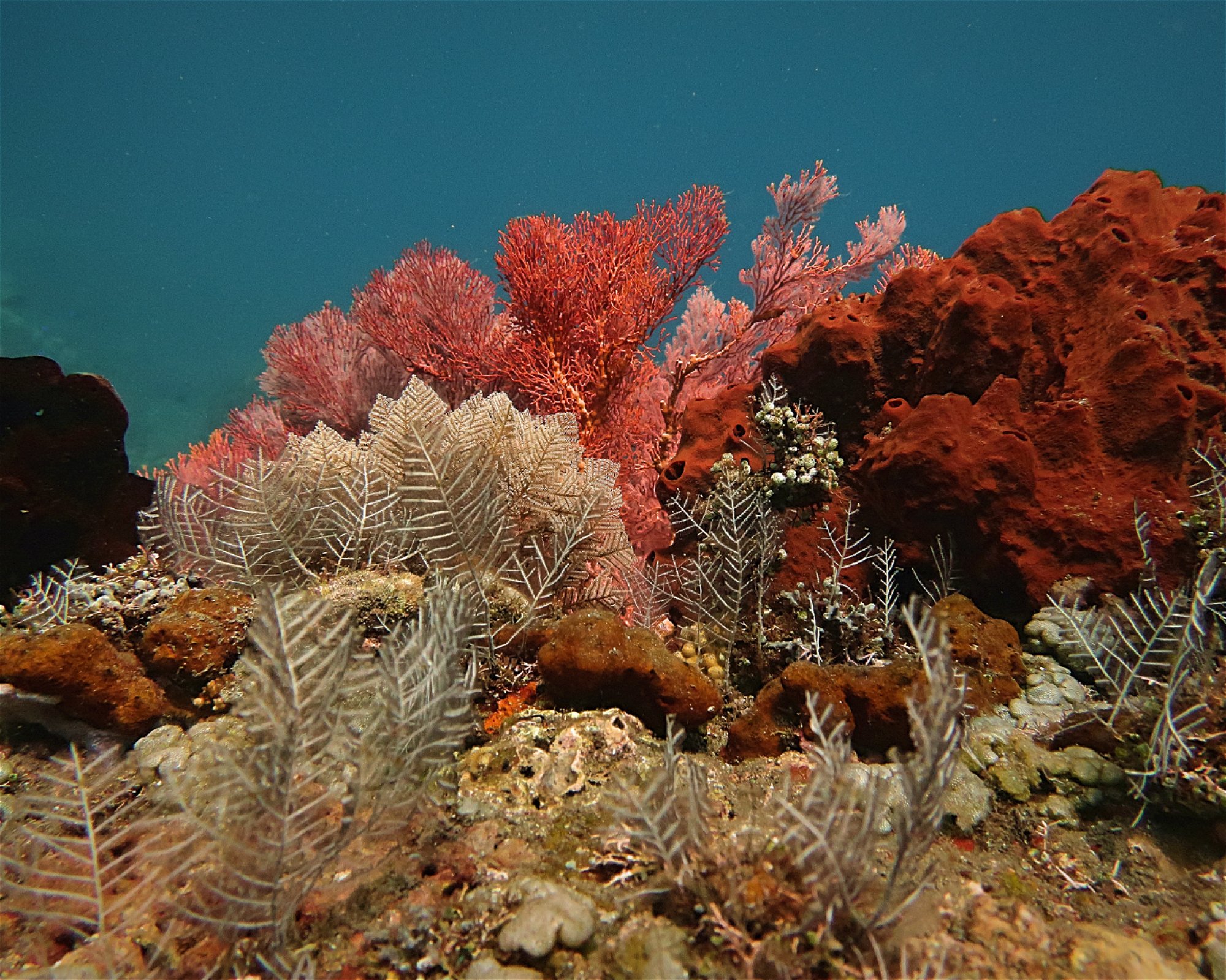 Amed Jepun Divers, 80852 Amed, Karangasem