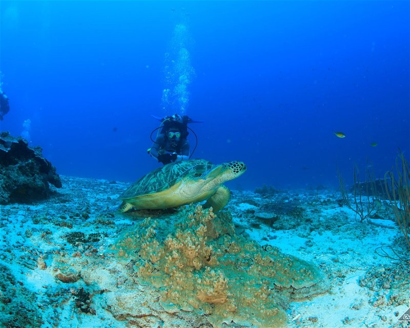 Divesite Image