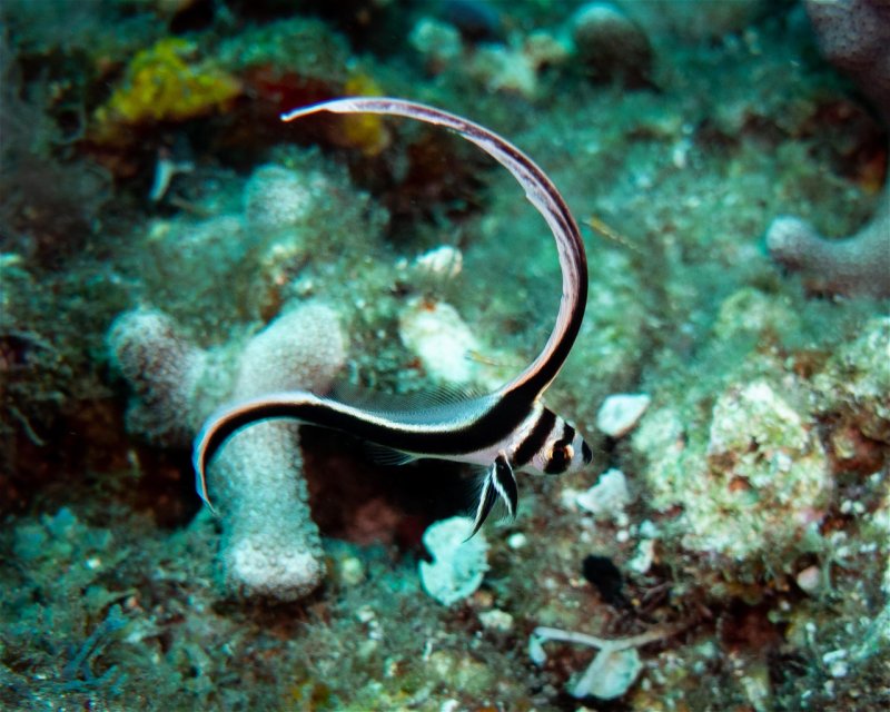 Divesite Image