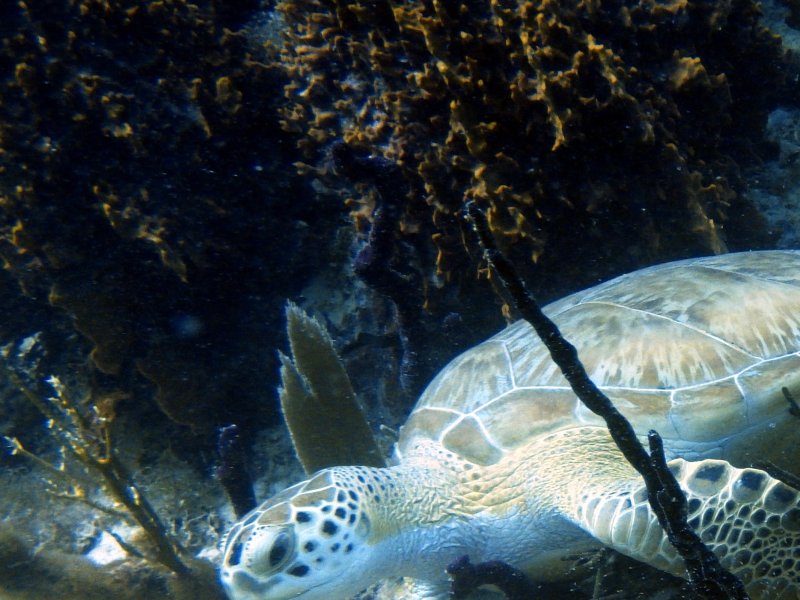 Divesite Image