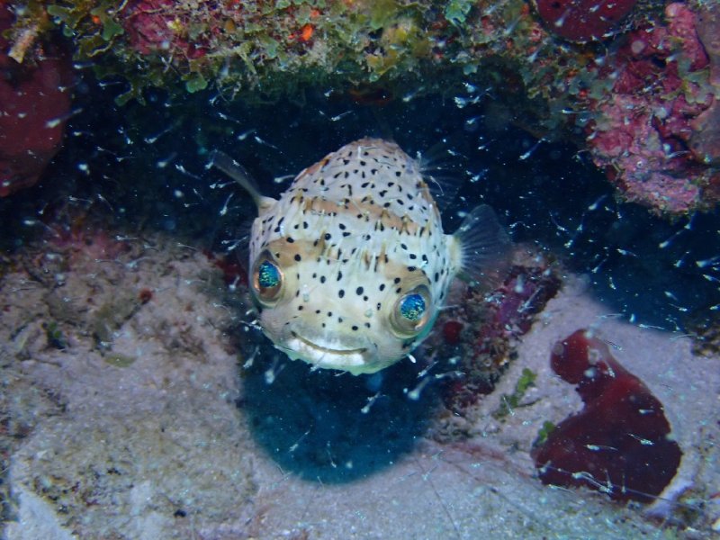 Divesite Image