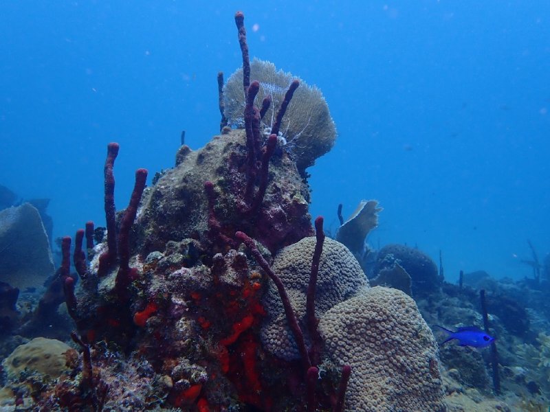 Divesite Image