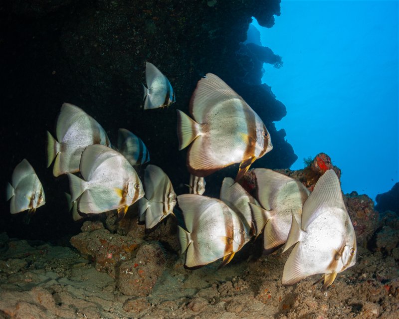 Divesite Image