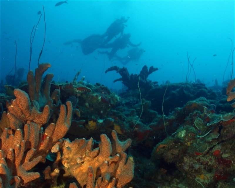 Divesite Image