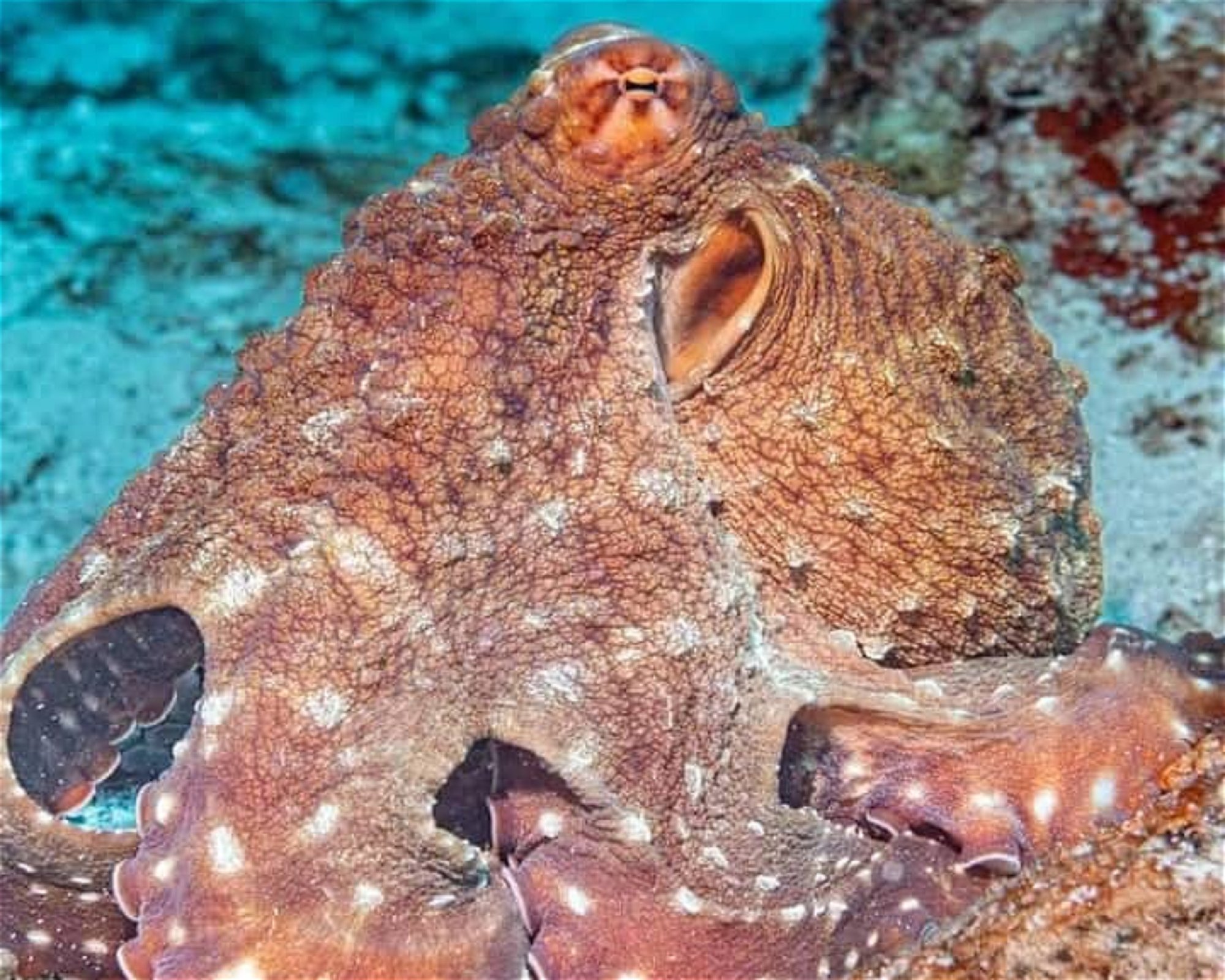 Whitetip Divers, 00000 PRASLIN