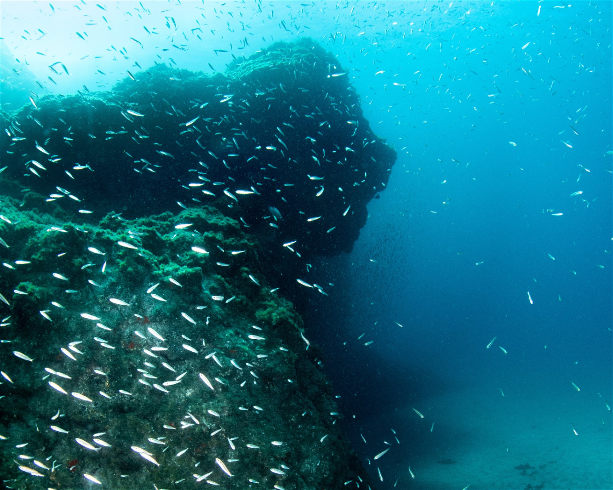 WET MONSTER - DIVE CENTER TENERIFE, 38630 COSTA DEL SILENCIO