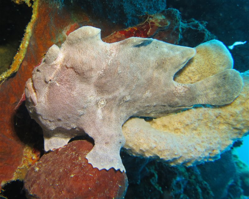 Divesite Image