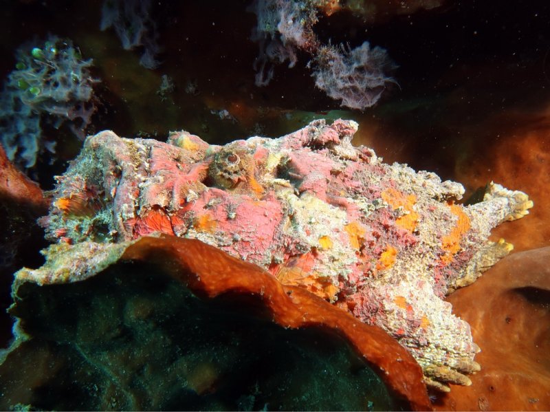 Divesite Image