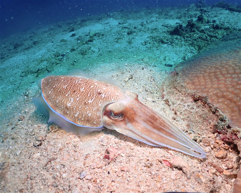 Divesite Image