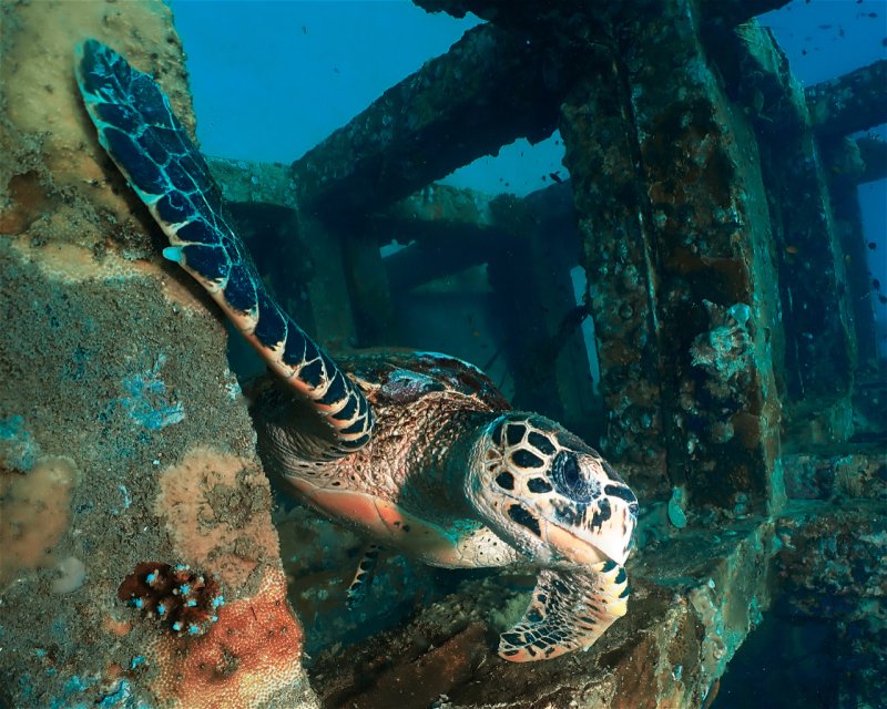 Divesite Image