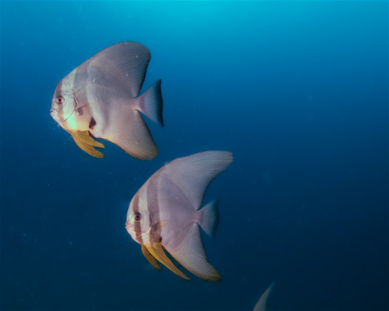 Divesite Image