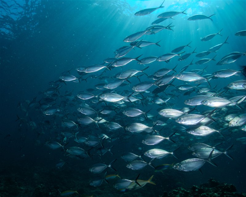 Divesite Image