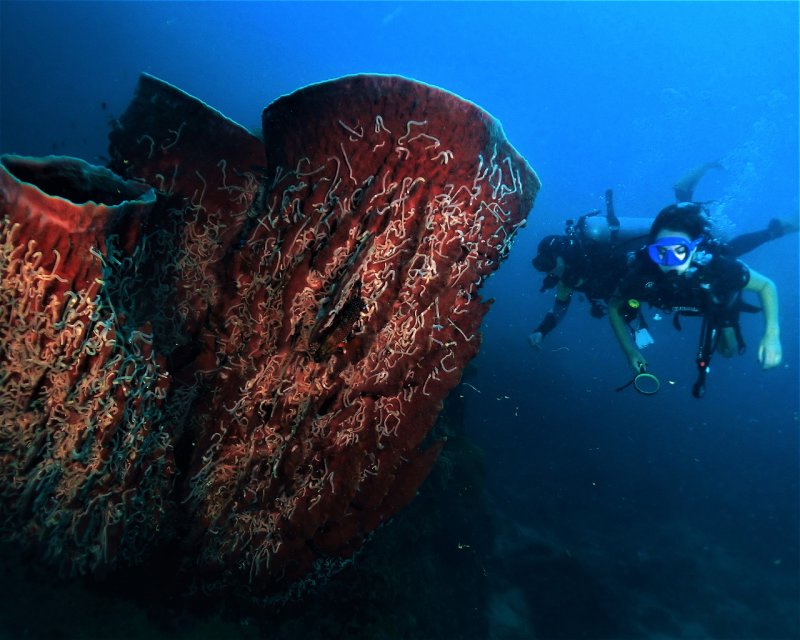 Divesite Image