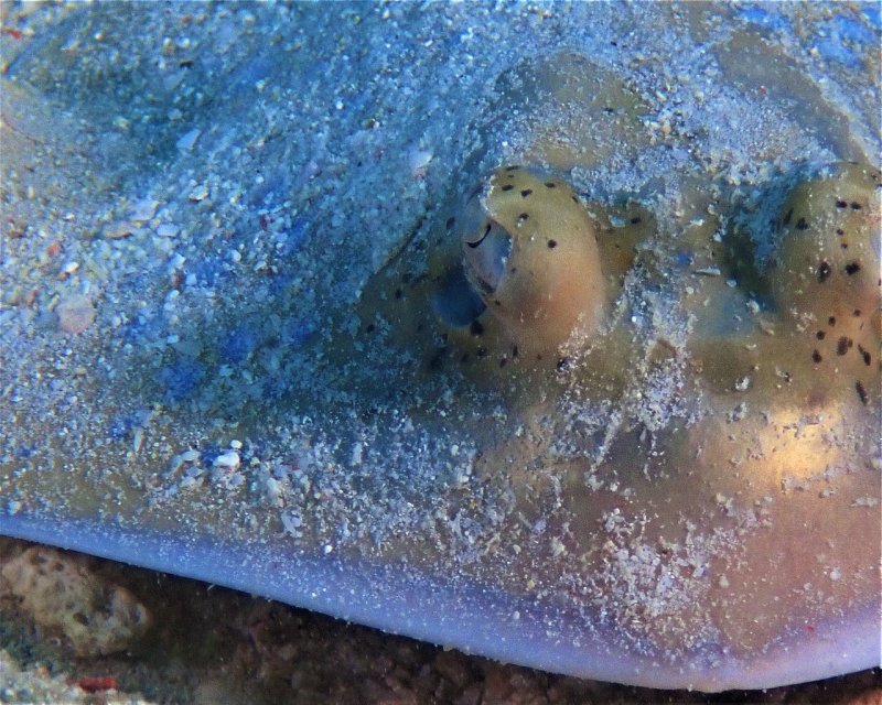 Divesite Image