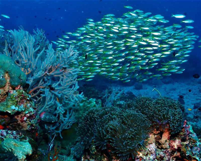 Divesite Image