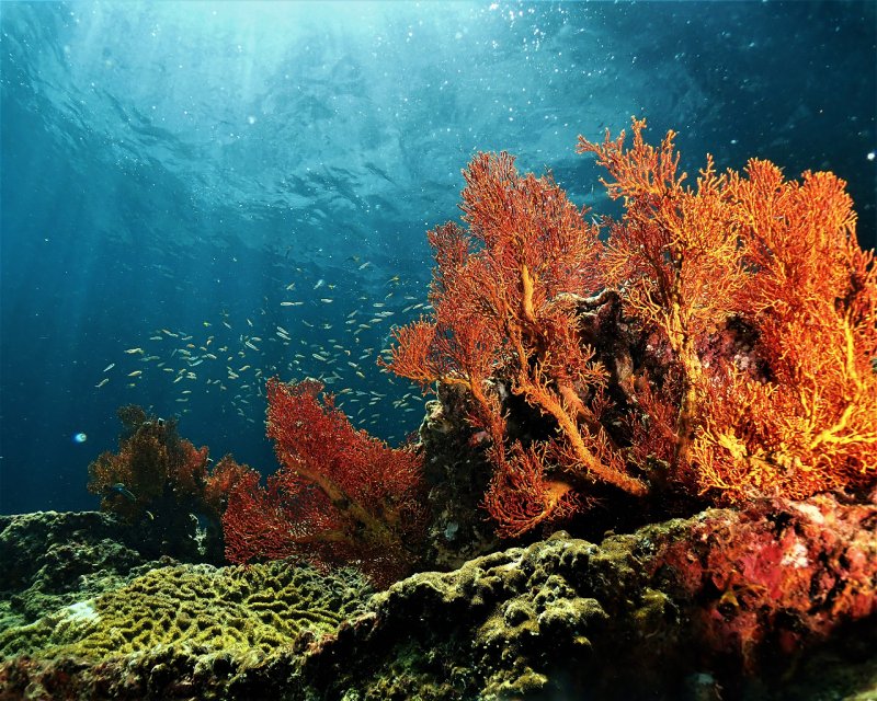 Divesite Image