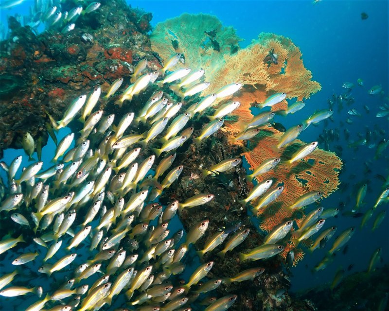 Divesite Image