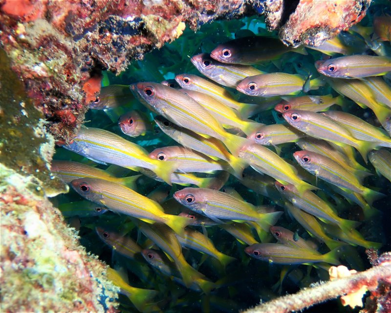 Divesite Image