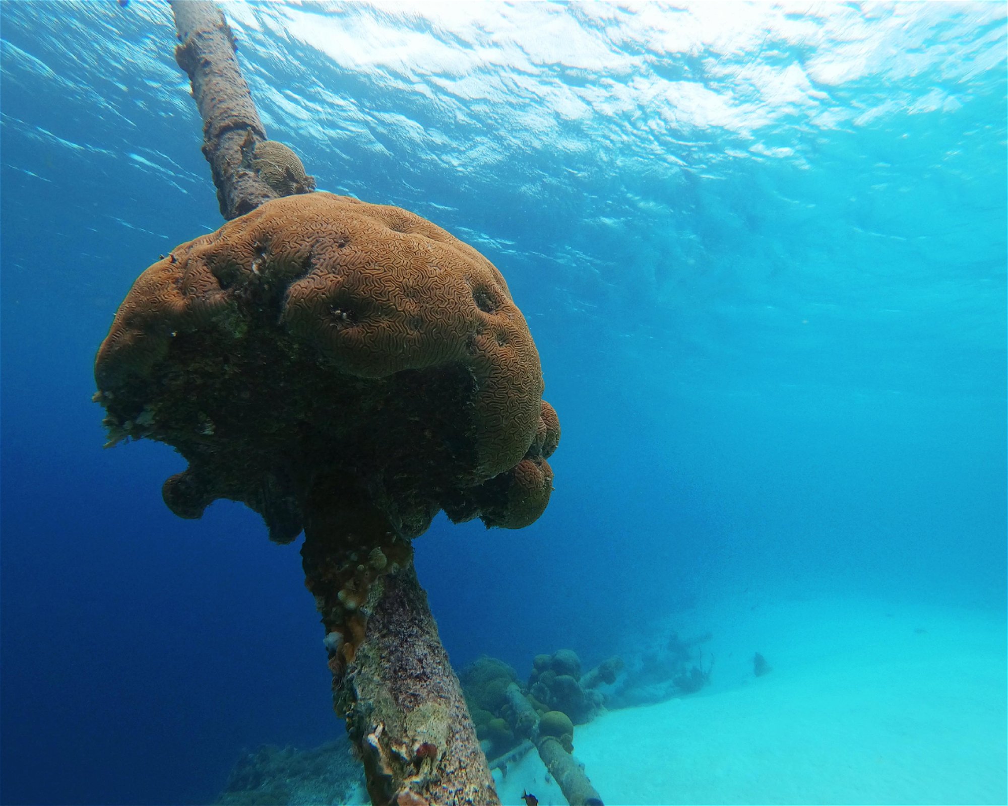 Scubaçao, Willemstad