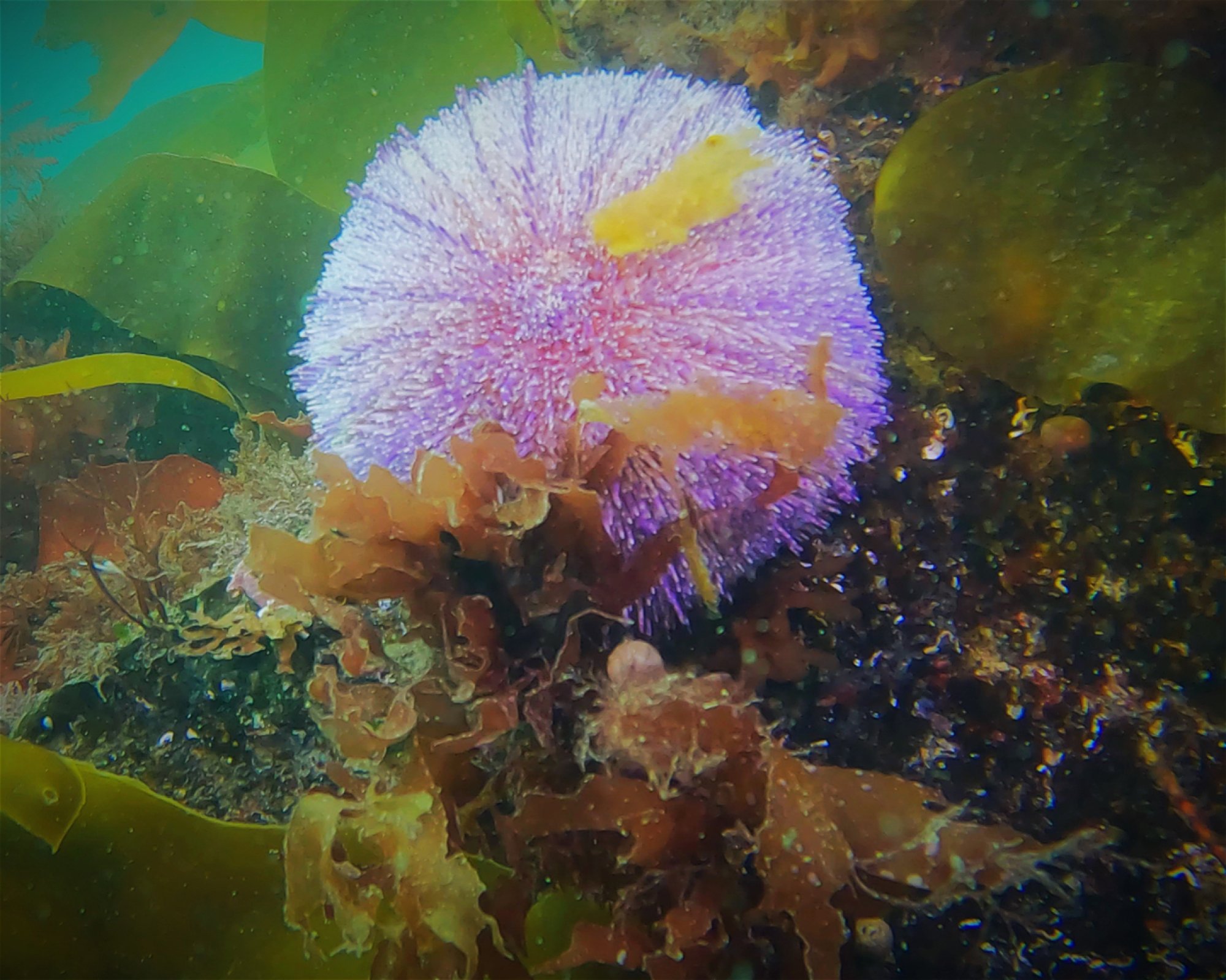 Scuba 2000, PL30 5EL Bodmin