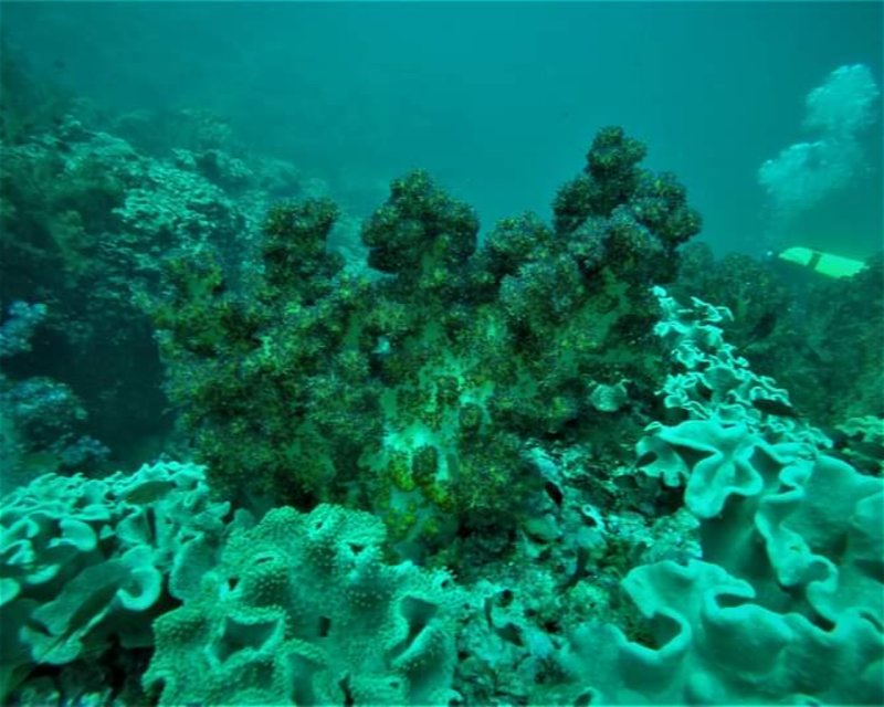 Divesite Image