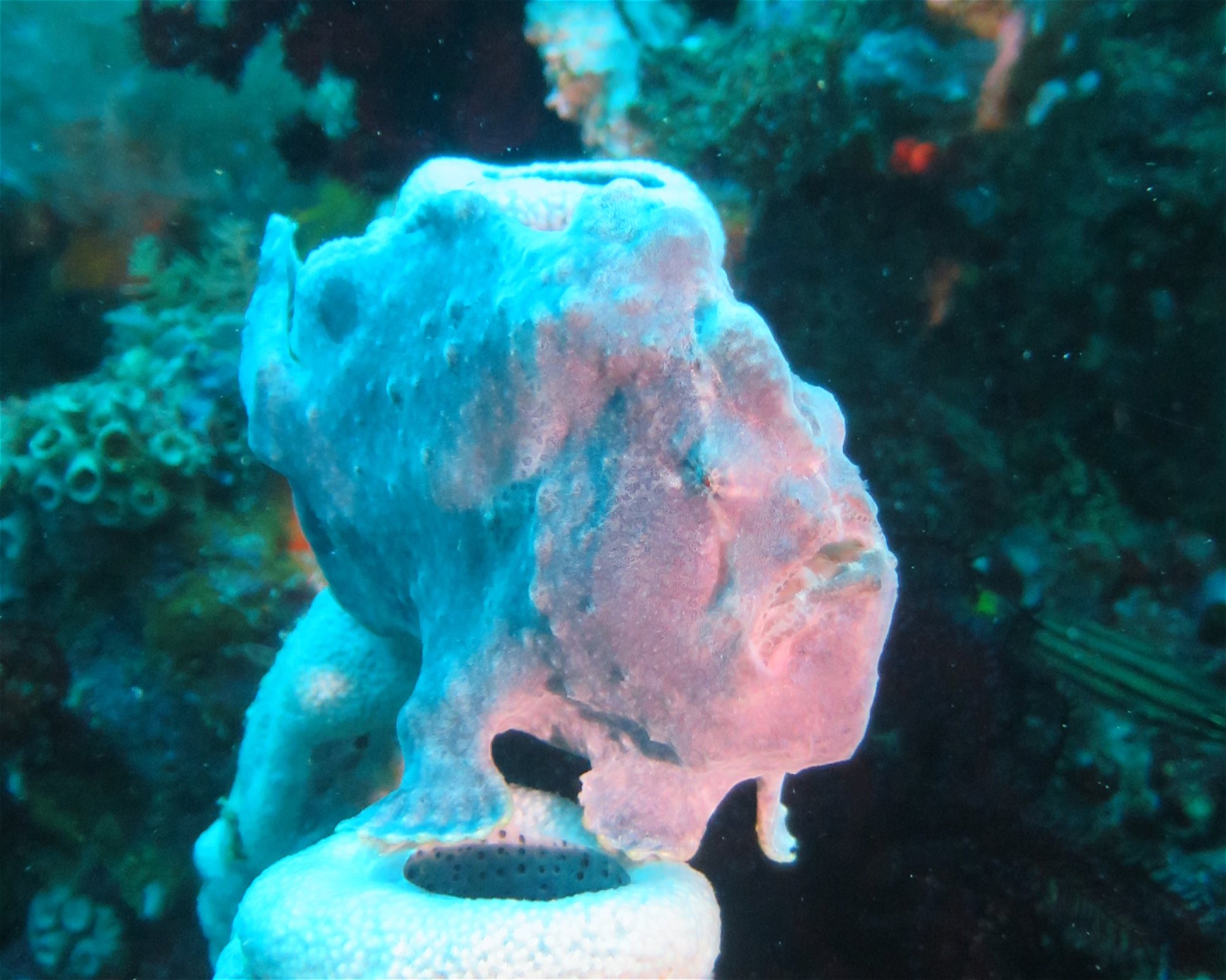 HB ANDA SCUBA DIVING CENTER CORP., 6311 ANDA