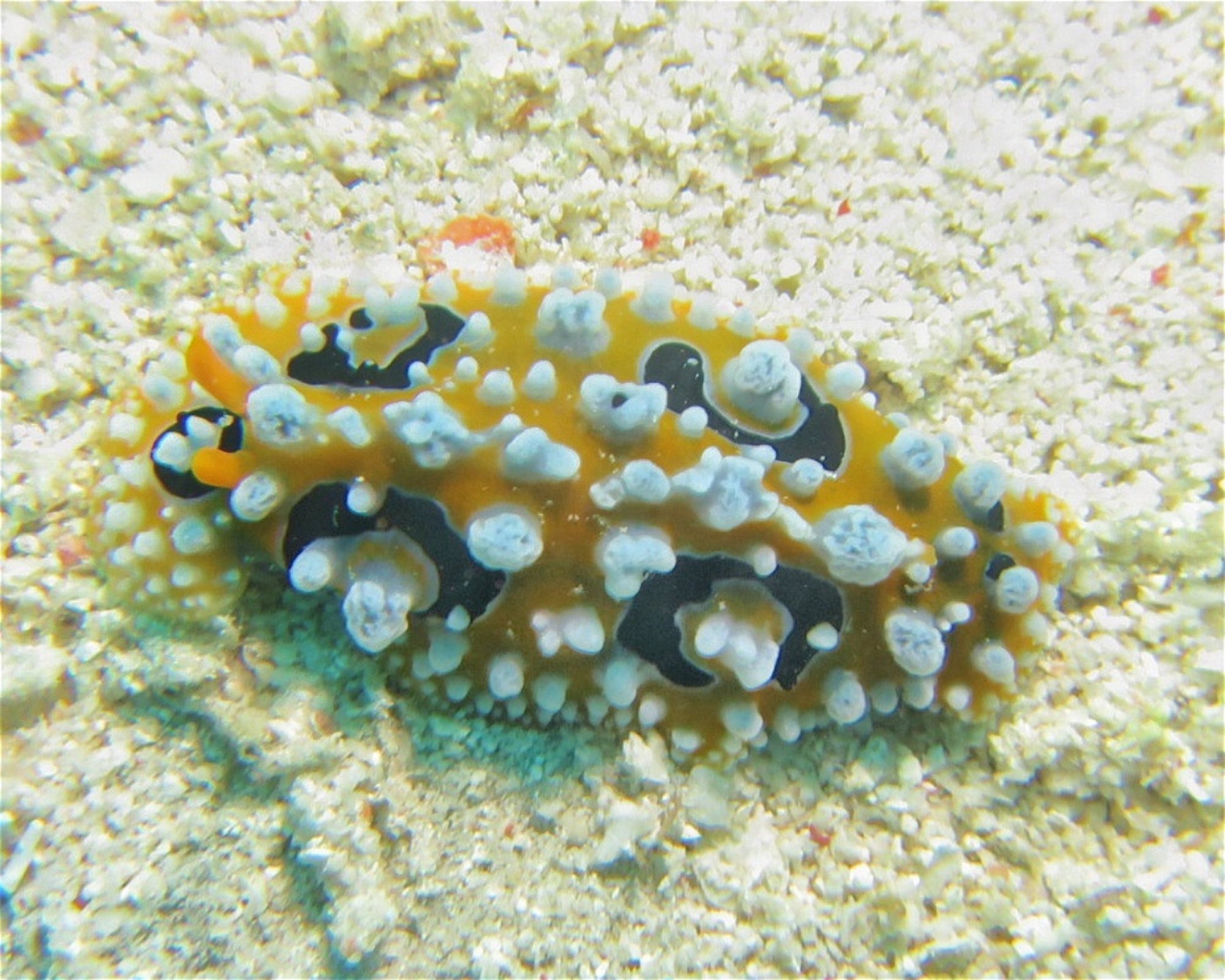 HB ANDA SCUBA DIVING CENTER CORP., 6311 ANDA