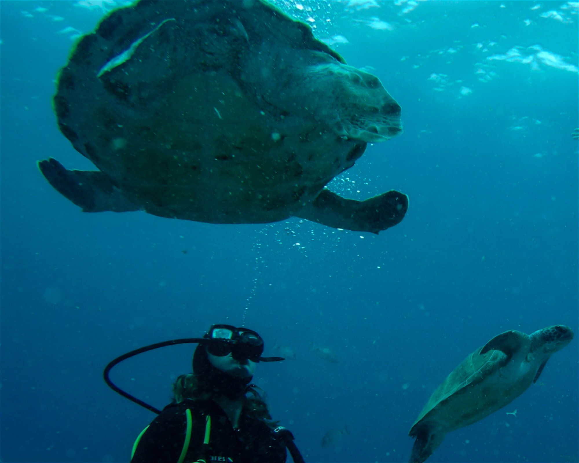 TENERIFE DIVE EXPERIENCE, 38660 SANTA CRUZ DE TENERIFE