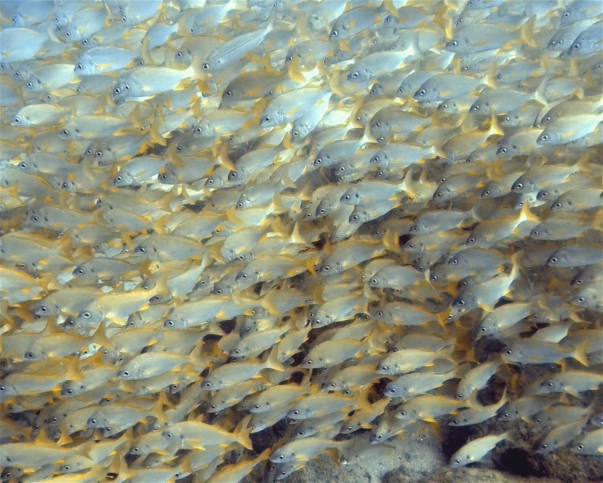 TENERIFE DIVE EXPERIENCE, 38660 SANTA CRUZ DE TENERIFE