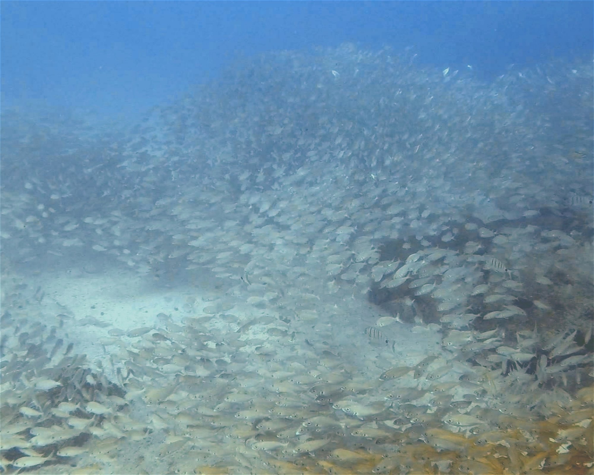 TENERIFE DIVE EXPERIENCE, 38660 SANTA CRUZ DE TENERIFE