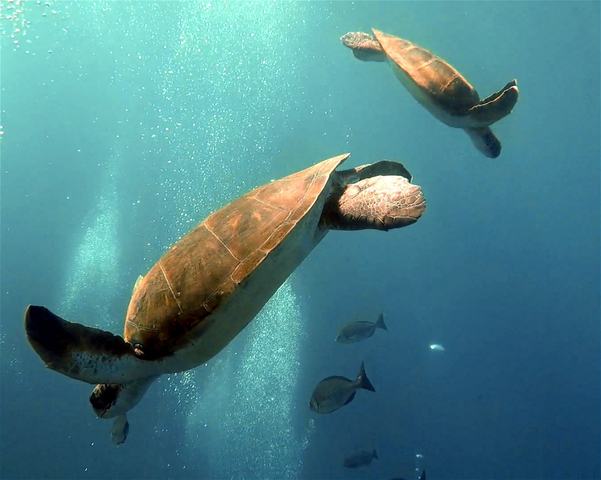 TENERIFE DIVE EXPERIENCE, 38660 SANTA CRUZ DE TENERIFE