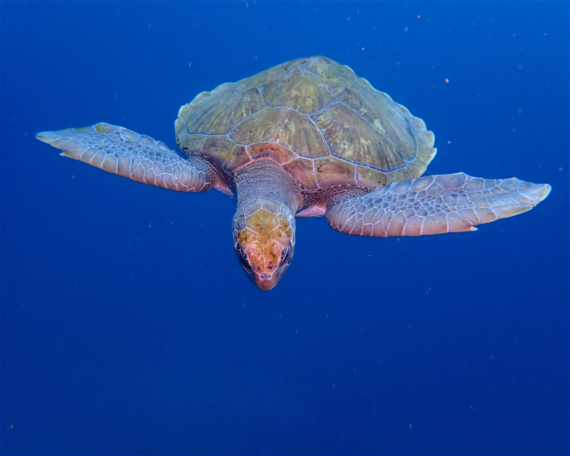 Blue Bottom Diving, 38660 Adeje