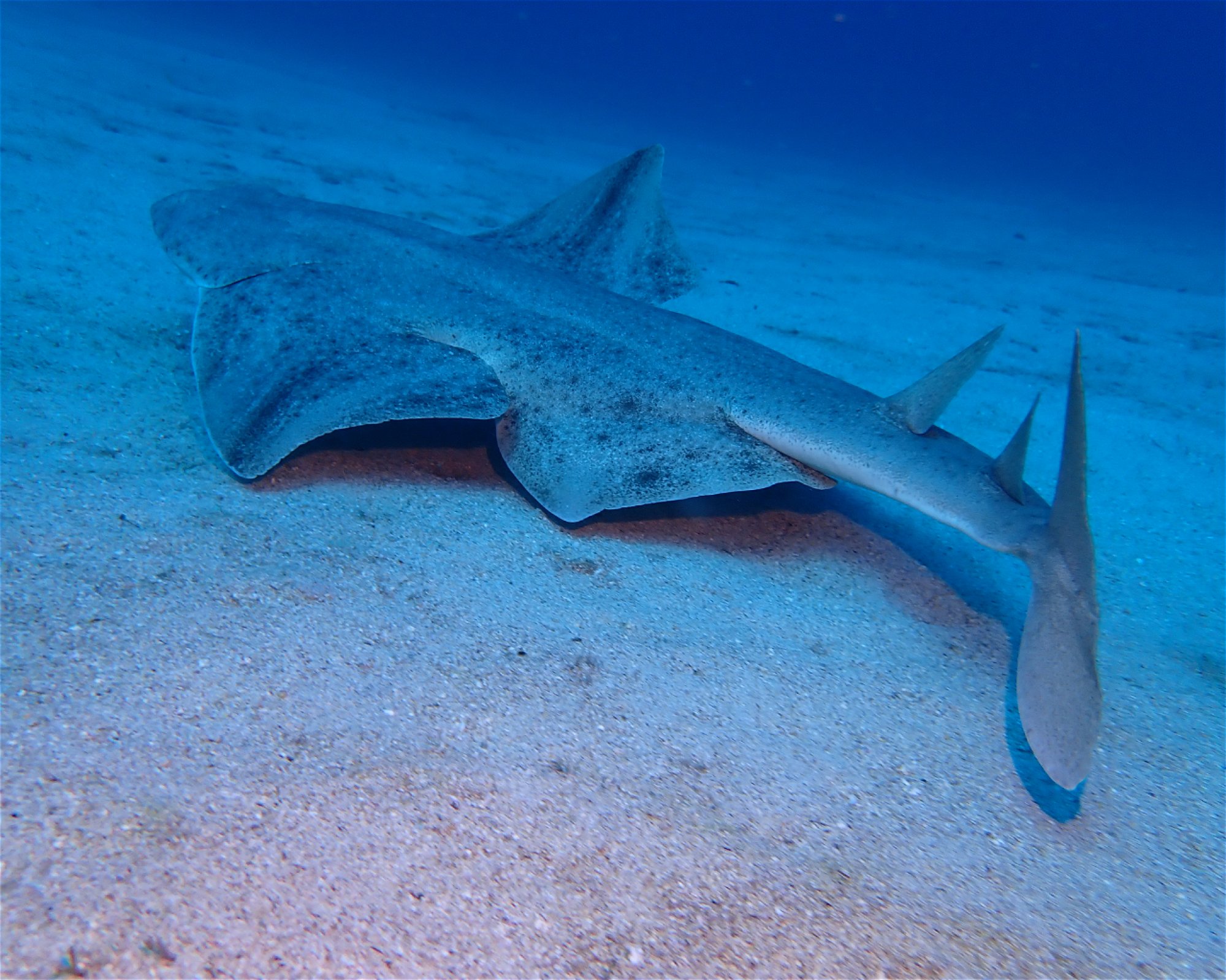Blue Bottom Diving, 38660 Adeje