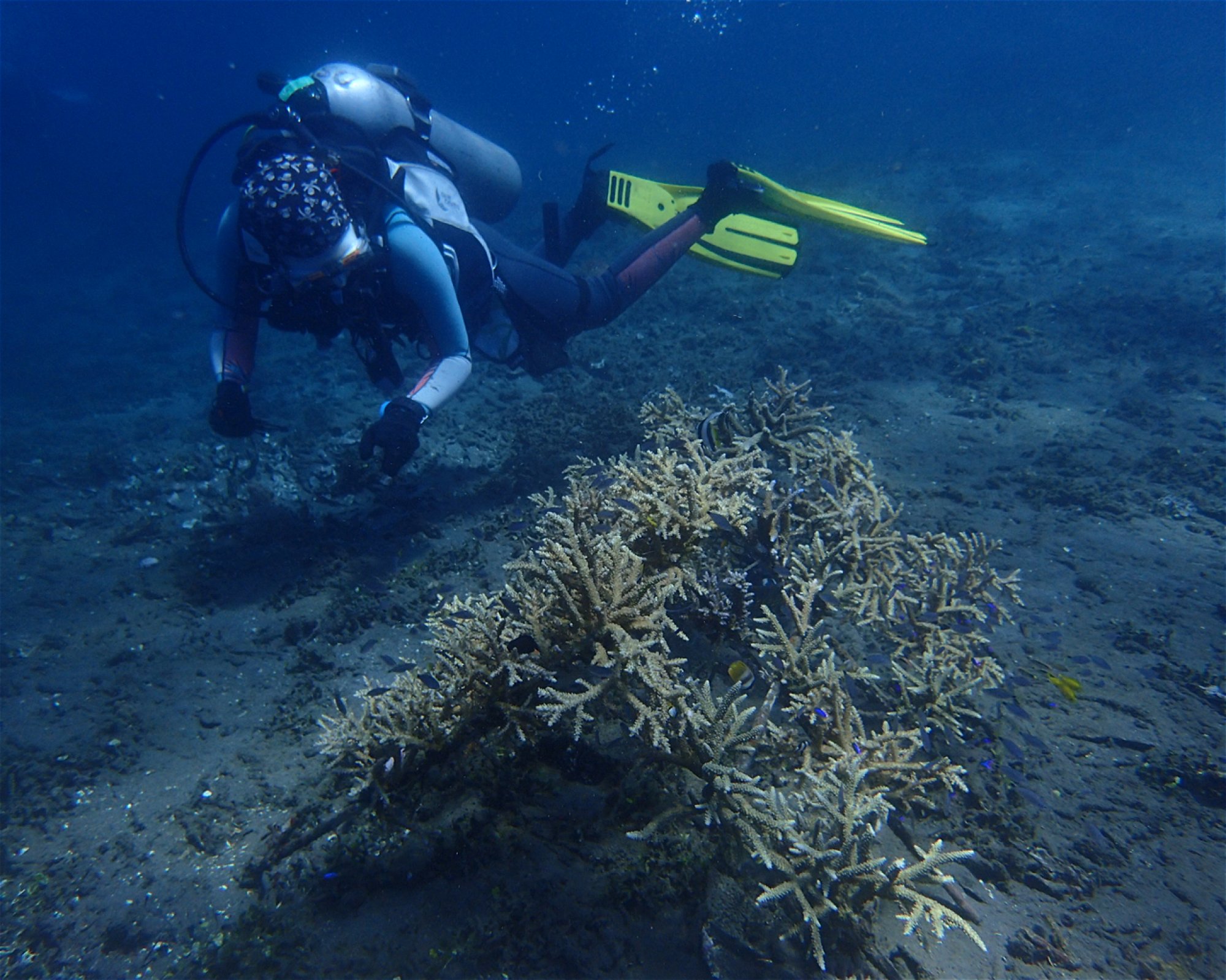 CALYPSO DIVING BALI, 80052 Amed