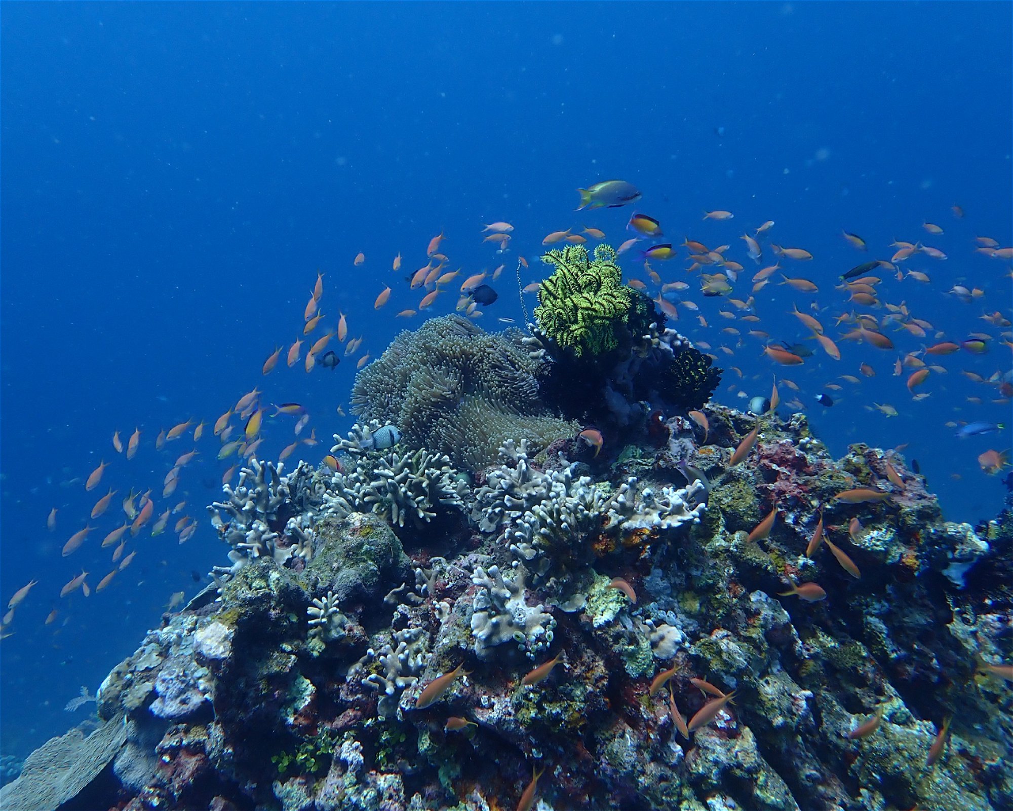 Amed Buddha Diving, 80852 Bunutan