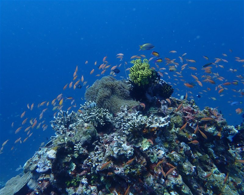 Divesite Image