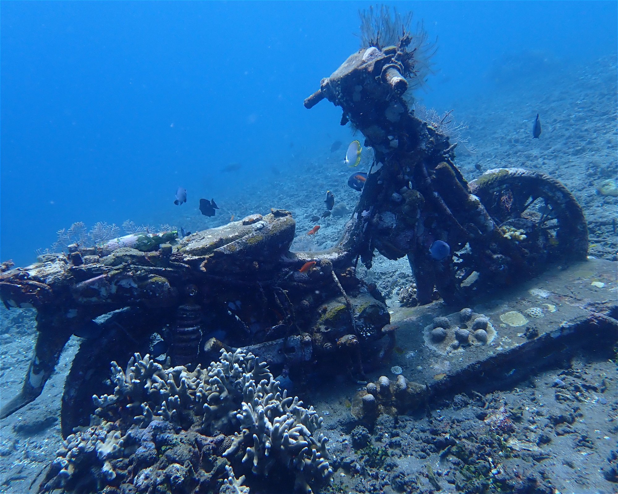 Amed Buddha Diving, 80852 Bunutan