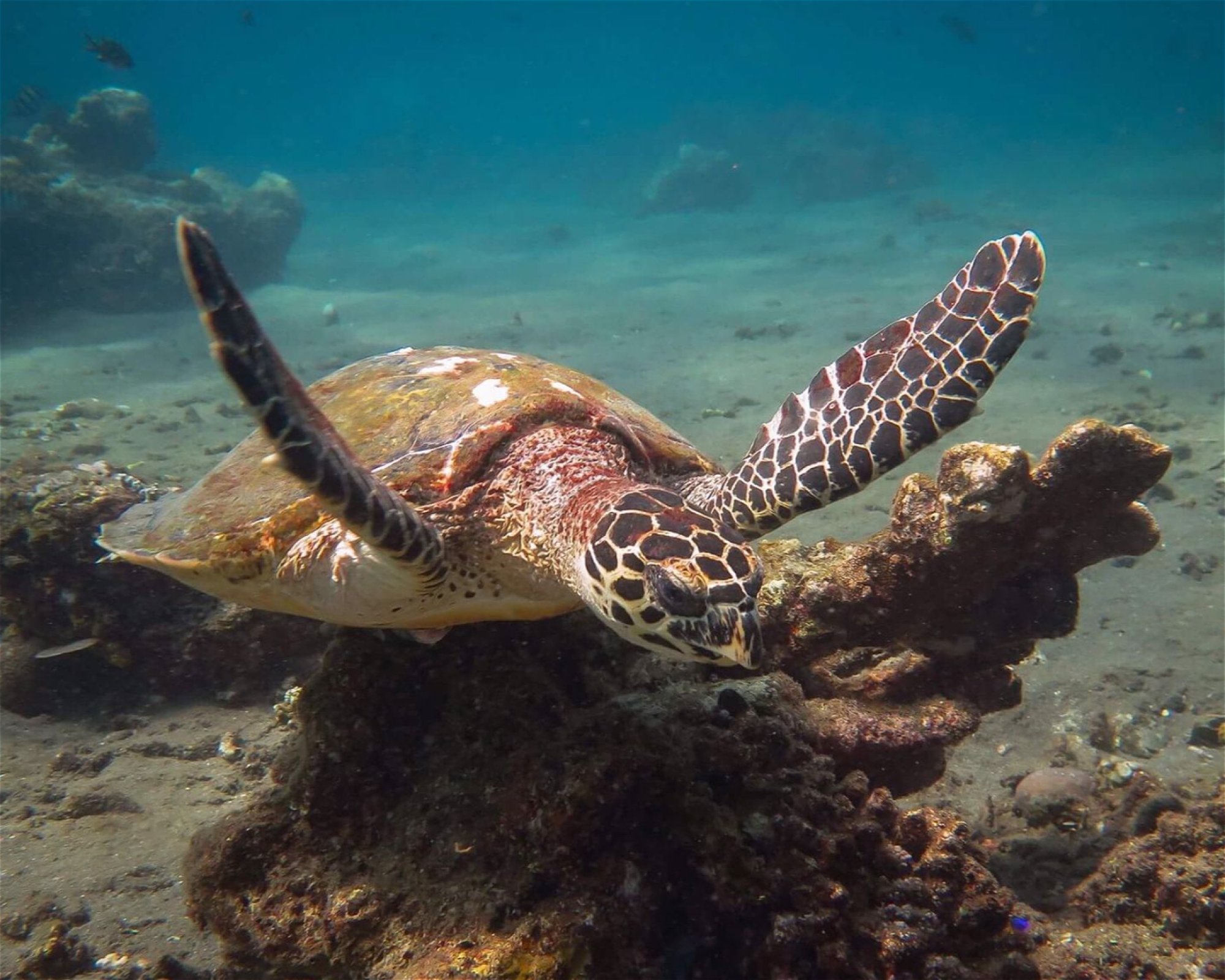 Amed Jepun Divers, 80852 Amed, Karangasem